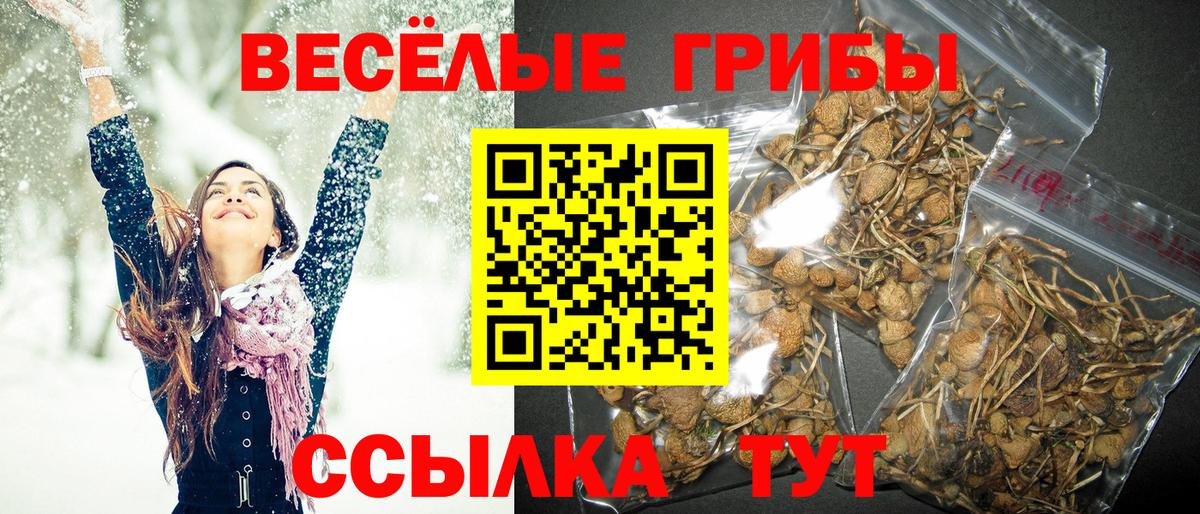 Похвистнево  Галлюциногенные грибы Psilocybe  Вход с VPN 